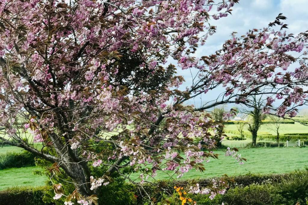 Eden Cottage Lisburn Esterno foto
